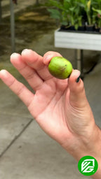 Issai Kiwi Berry - Actinidia arguta