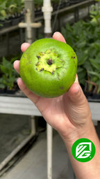 Black Sapote (Chocolate Pudding Fruit)- Diospyros nigra