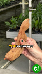 Tamarind Fruit Tree - Tamarindus indica