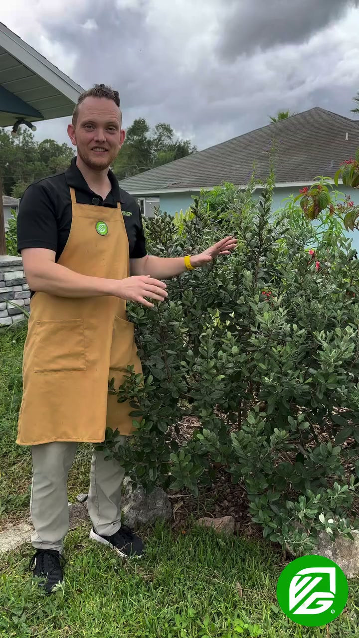Pineapple Guava (Feijoa) - Acca sellowiana