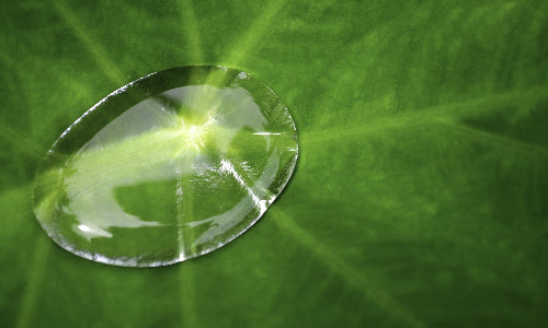A large, clear water droplet rests on a vibrant green leaf, highlighting the leafs veins and smooth texture.