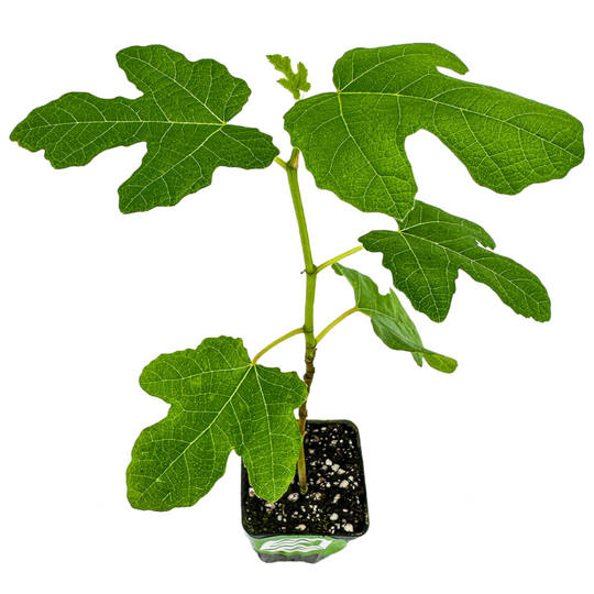 Letizia Fig - Ficus carica