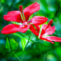 Two vibrant Hibiscus coccineus (Scarlet Rosemallow, Red Texas) by Wellspring Gardens bloom with striking red petals and bold stamens amid green leaves—ideal perennials for borders or water gardens.