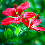 Two vibrant Hibiscus coccineus (Scarlet Rosemallow, Red Texas) by Wellspring Gardens bloom with striking red petals and bold stamens amid green leaves—ideal perennials for borders or water gardens.