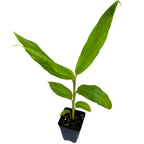 The Yellow Butterfly Ginger (Hedychium flavum) from Wellspring Gardens features long, pointed green leaves on a central stem in a small black pot. It matures to 5–8 ft and thrives in full to part sun. Set against a white background.