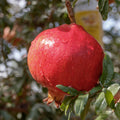 A close-up of a ripe Sweet Pomegranate Plant (Punica granatum) by Wellspring Gardens, hanging from a tree branch with water droplets on red fruit and green leaves—perfect for container growing.