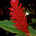 A close-up of Wellspring Gardens’ Dwarf Red Ginger (Alpinia purpurata) shows overlapping red bracts and a small white bloom against green leaves—a striking ornamental ideal for containers and ginger displays.
