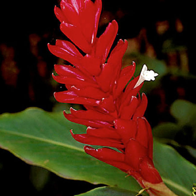 A close-up of Wellspring Gardens’ Dwarf Red Ginger (Alpinia purpurata) shows overlapping red bracts and a small white bloom against green leaves—a striking ornamental ideal for containers and ginger displays.