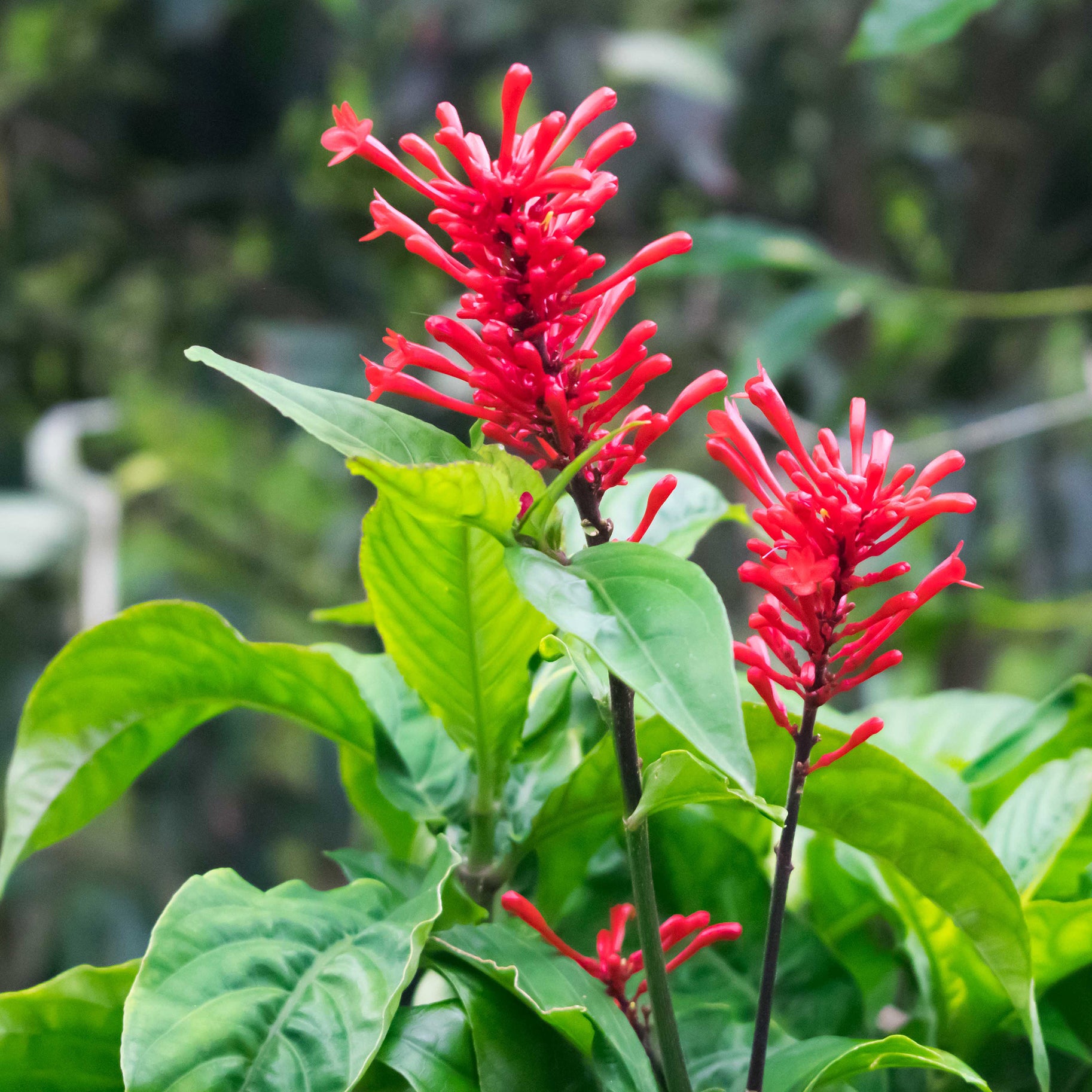 Vivid red tubular blooms of Wellspring Gardens' Odontonema Firespike (Pagoda Flower) – Odontonema strictum – cluster atop leafy stems, attracting butterflies and standing out against lush green foliage.