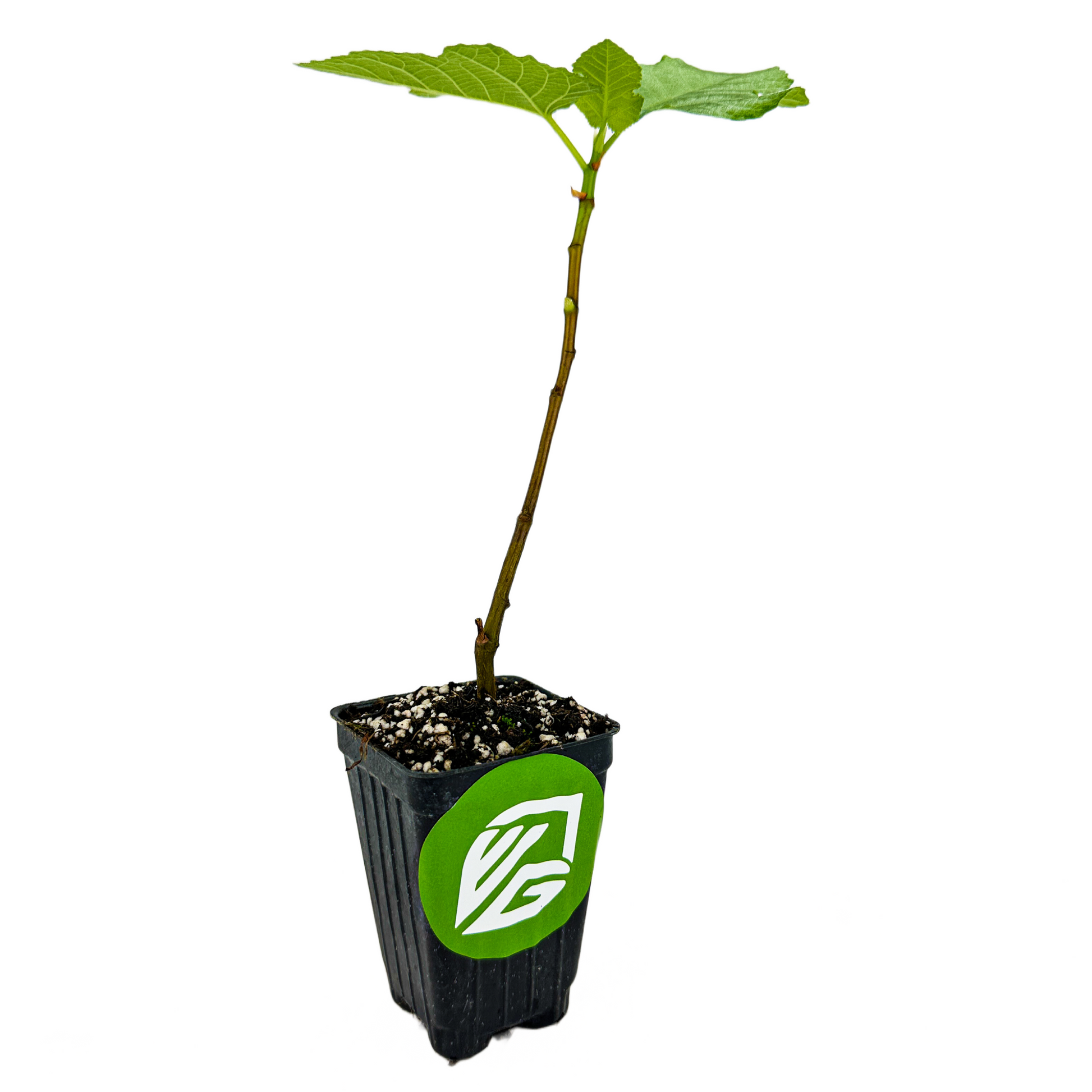 Yellow Long Neck Fig - Ficus carica