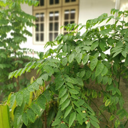 Katuk (Sweetleaf Bush) - Sauropus androgynus