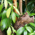 A hollow branch of the Cinnamon Tree (Cinnamomum zeylanicum) from Wellspring Gardens rests amid green leaves and pale yellow new growth, with water droplets glistening on the lush foliage.