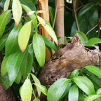 A hollow branch of the Cinnamon Tree (Cinnamomum zeylanicum) from Wellspring Gardens rests amid green leaves and pale yellow new growth, with water droplets glistening on the lush foliage.