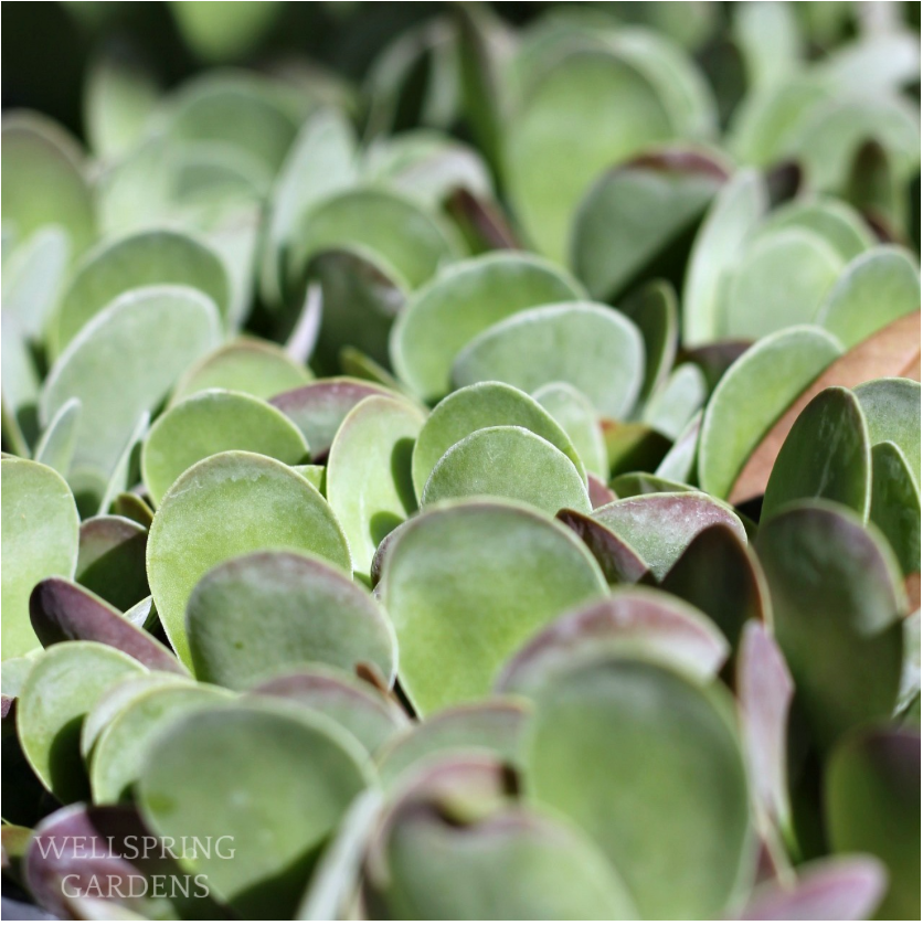 Flapjacks (Popular Succulent Variety) - Kalanchoe thyrsiflora