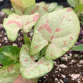 Close-up of Syngonium Confetti Arrowhead Vine by Wellspring Gardens, featuring pale green and pink variegated, heart-shaped leaves with visible veins. Ideal as an indoor plant. Thrives in soil blended with white perlite.