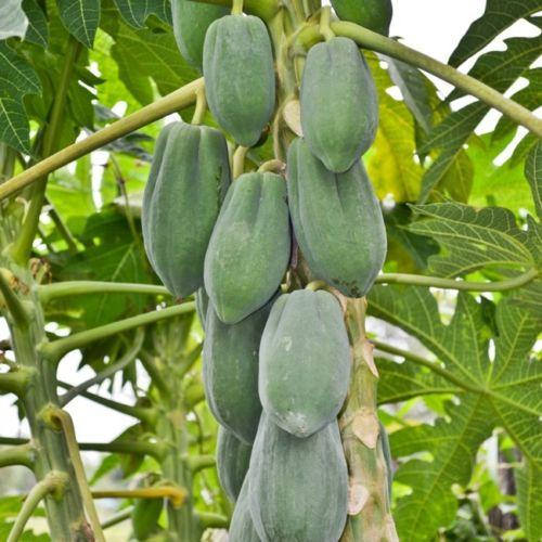 Dwarf Papaya T.R. Hovey (TR) - Carica papaya
