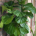 The Suncoast Fiddle-Leaf Fiddleleaf Ornamental Fig (Ficus lyrata) by Wellspring Gardens, a popular indoor plant with broad, glossy green leaves, is growing next to a brick wall and a window.