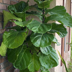 The Suncoast Fiddle-Leaf Fiddleleaf Ornamental Fig (Ficus lyrata) by Wellspring Gardens, a popular indoor plant with broad, glossy green leaves, is growing next to a brick wall and a window.