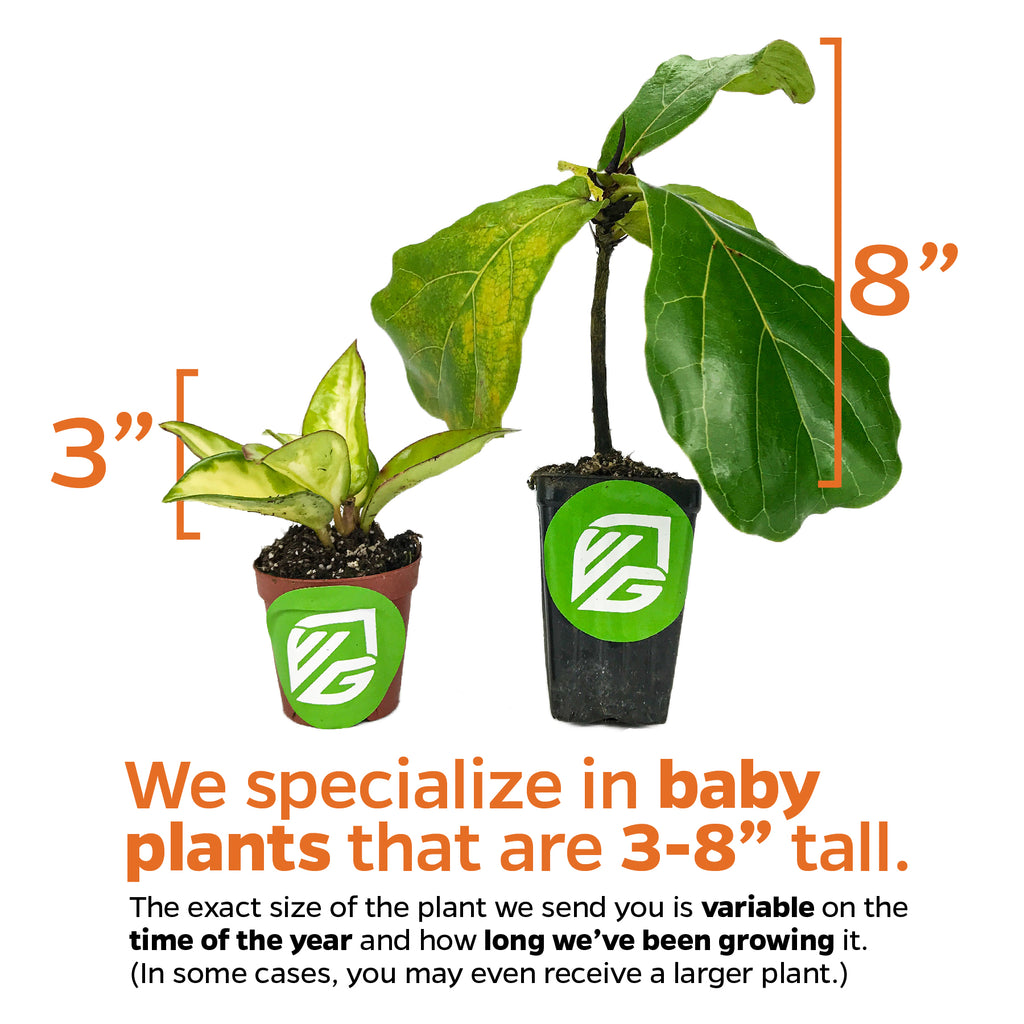 Philodendron Imperial Green - Philodendron