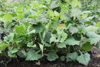 Golden Yacon Pear of the Earth (Smallanthus sonchifolius) by Wellspring Gardens, with lush green serrated leaves and sturdy stems, grows outdoors among tomatillos and other vegetation—celebrated as the "Pear of the Earth.