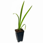 A young Iris Captain Jeff Bowen Louisiana Hardy Iris by Wellspring Gardens grows in a small black plastic pot with soil, set against a white background—a subtle tribute to the Fallen Heroes Series and Captain Jeff Bowen.
