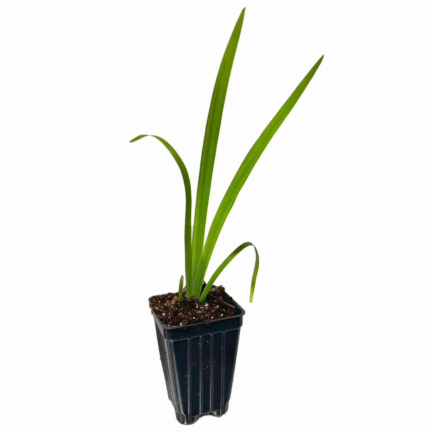 A young Iris Captain Jeff Bowen Louisiana Hardy Iris by Wellspring Gardens grows in a small black plastic pot with soil, set against a white background—a subtle tribute to the Fallen Heroes Series and Captain Jeff Bowen.