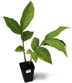 A Purest White Ginger (Alpinia purpurata) from Wellspring Gardens, a small green plant with broad leaves, grows in a rectangular black plastic pot labeled “PUREST” against a white background.