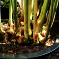 Green stems of Wellspring Gardens' Chinese Keys Galangal Ginger (Fingerroot) - Boesenbergia rotunda emerge from thick, knobby rhizomes in dark soil and mulch, with sunlight highlighting some of the stems.