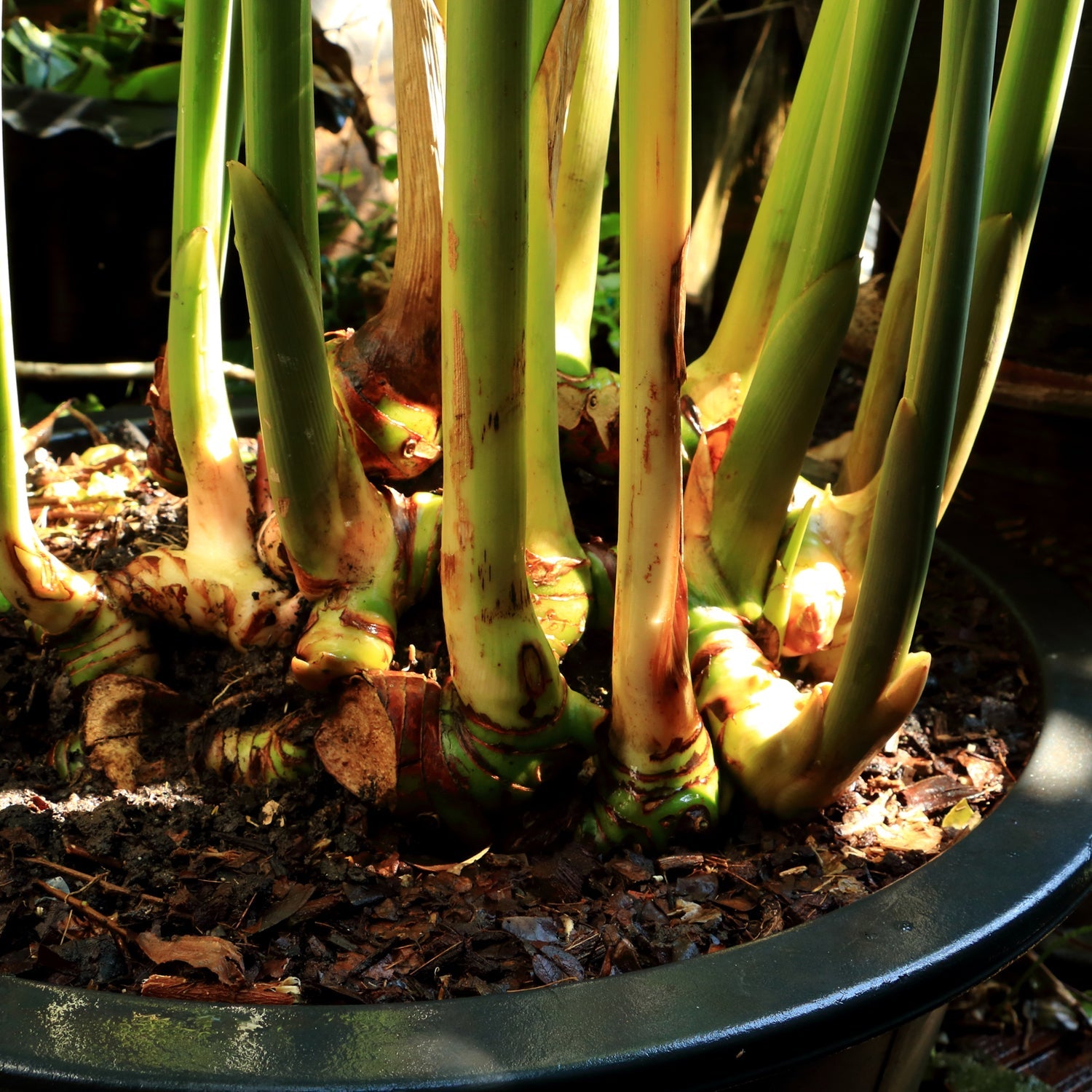 Green stems of Wellspring Gardens' Chinese Keys Galangal Ginger (Fingerroot) - Boesenbergia rotunda emerge from thick, knobby rhizomes in dark soil and mulch, with sunlight highlighting some of the stems.