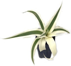 The Wellspring Gardens Sweet Stripes Variegated Pineapple (Ananas comosus), featuring long green leaves with creamy white edges, is shown potted against a white background.