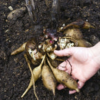 A hand lifts a cluster of freshly unearthed Golden Yacon Pear of the Earth (Smallanthus sonchifolius) tubers with roots from dark soil—grown by Wellspring Gardens.