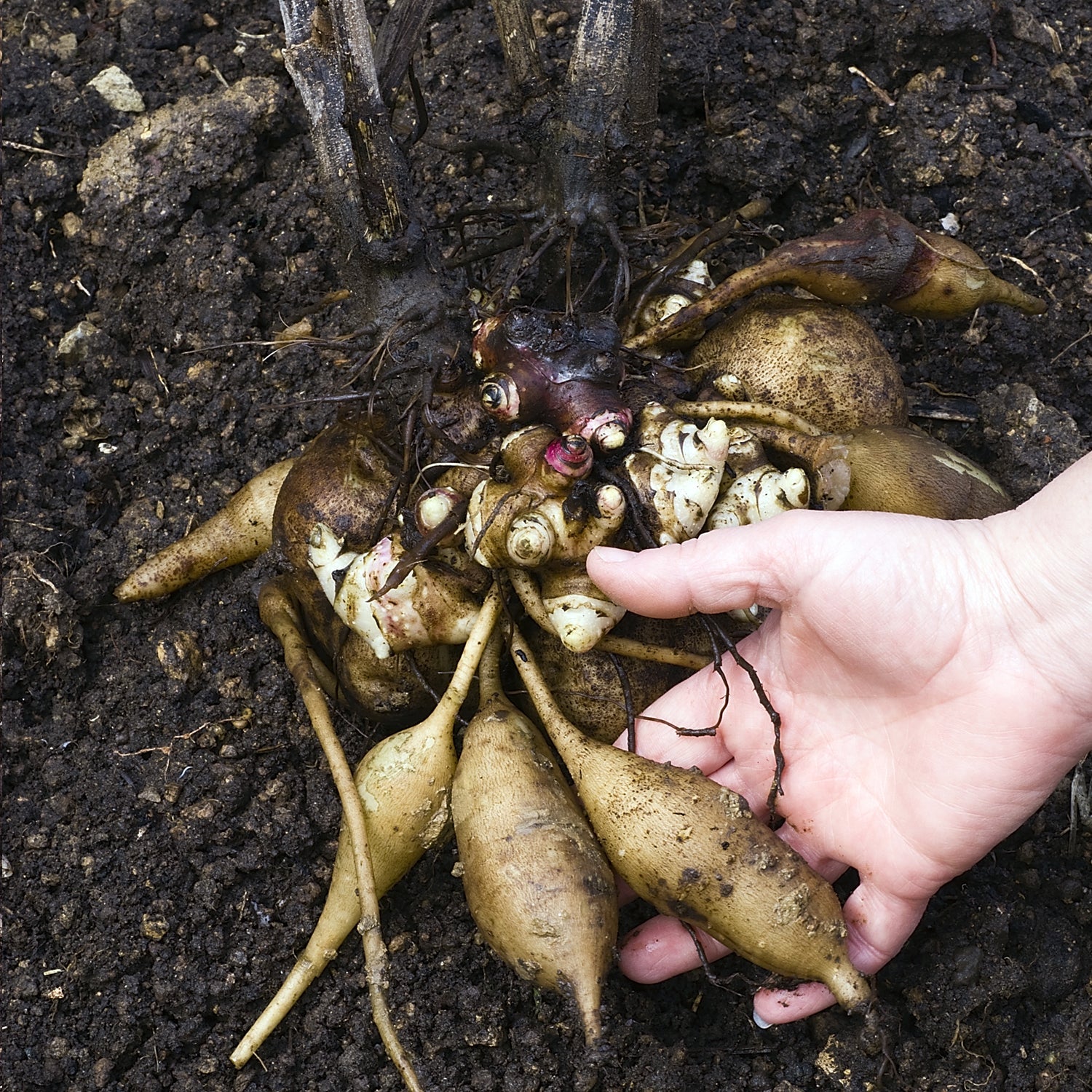 A hand lifts a cluster of freshly unearthed Golden Yacon Pear of the Earth (Smallanthus sonchifolius) tubers with roots from dark soil—grown by Wellspring Gardens.