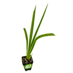 A small potted Louisiana Iris 'Red Velvet' native American wildflower by Wellspring Gardens, featuring upright long, narrow green leaves in a black pot filled with soil, displayed against a white background.