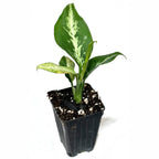 The Wellspring Gardens Dieffenbachia Cougar Houseplant features green leaves with white variegation and comes in a black plastic pot with soil and perlite, displayed against a white background.