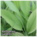 White Turmeric Ginger (Curcuma zedoaria) from Wellspring Gardens features long, smooth, lance-shaped green leaves and striking magenta blooms. The Wellspring Gardens logo appears in the bottom left corner.