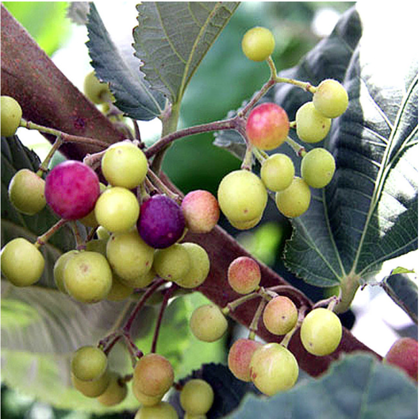 Clusters of small, round Sherbet Berry - Grewia asiatica from Wellspring Gardens grow on a drought-tolerant shrub with large, serrated leaves. The berries vary in shades of green, yellow, pink, and purple as they ripen.