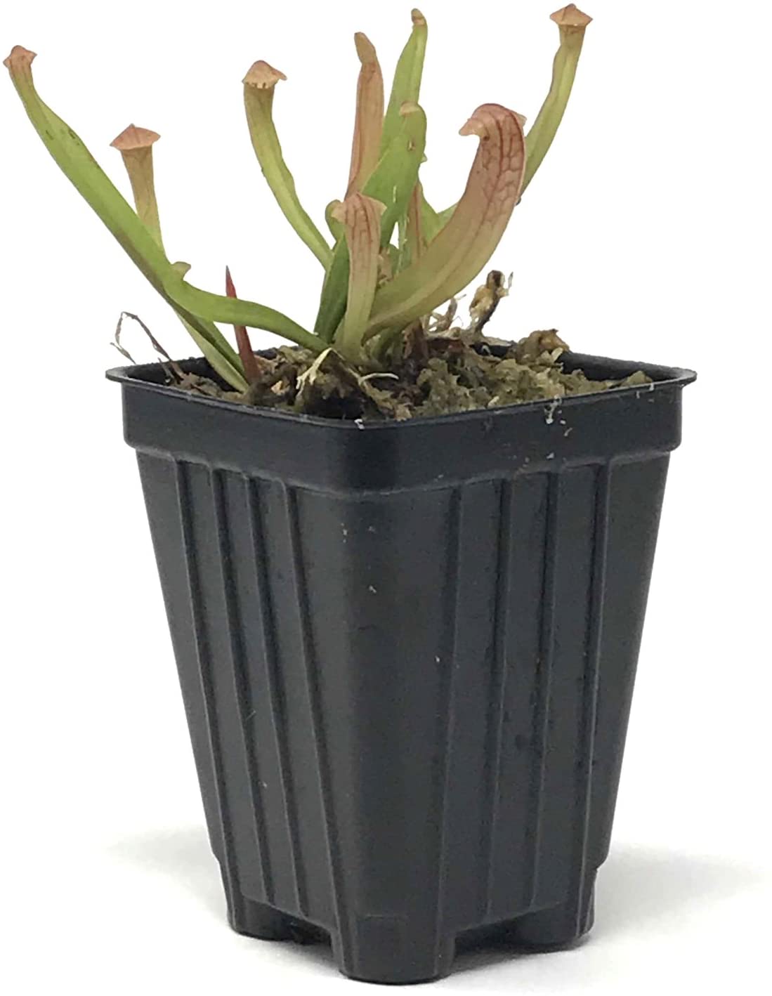 The Wellspring Gardens Bug Bat Carnivorous Pitcher Plant (Sarracenia) features tubular green leaves and comes planted in moss in a black plastic pot, shown against a white background.