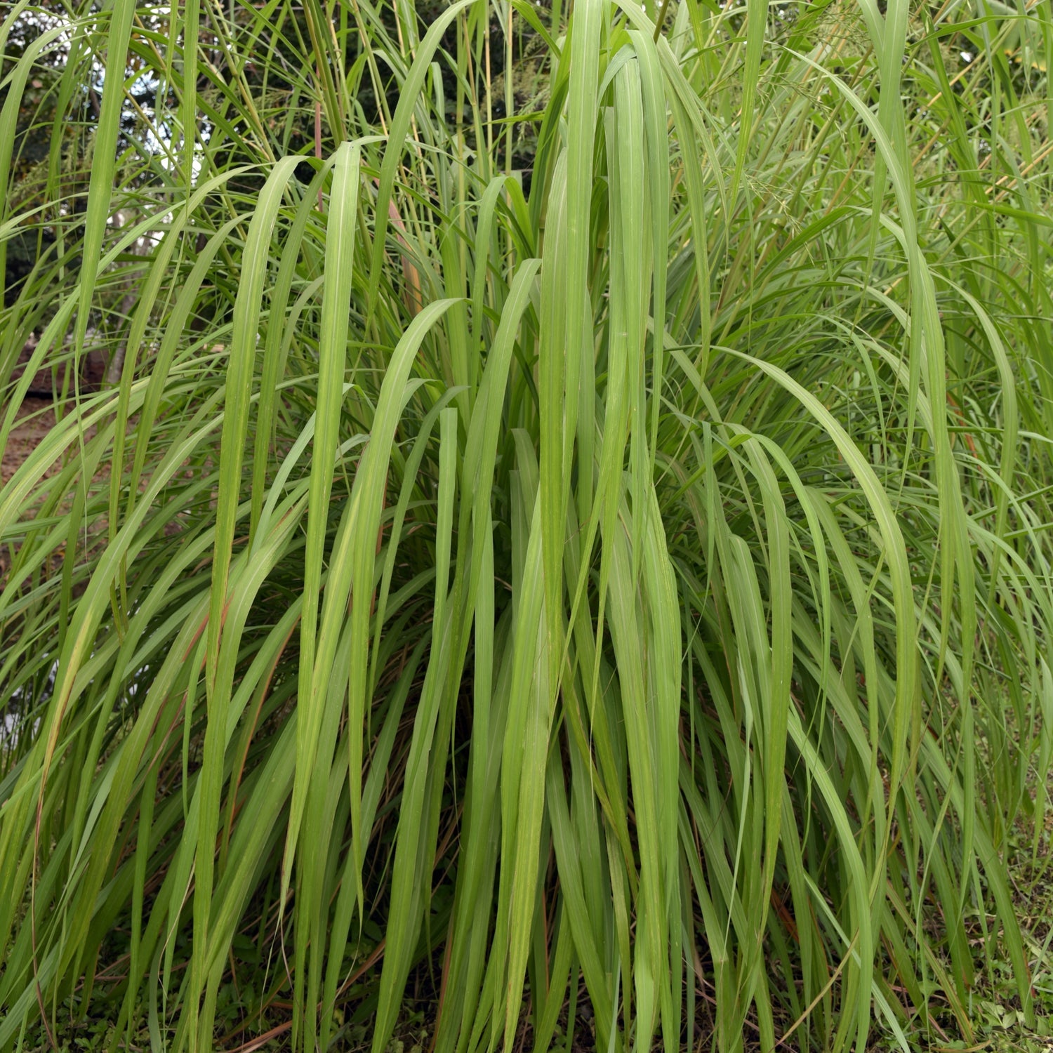 A dense clump of tall, slender Citronella Grass (Cymbopogon nardus) from Wellspring Gardens arches downward, featuring natural mosquito repellent properties with lush foliage in the background.