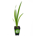 A young Louisiana Iris 'Ann Chowning' by Wellspring Gardens, with long, narrow leaves, grows in soil within a small black pot featuring a green and white Wellspring Gardens logo, shown against a plain white background.