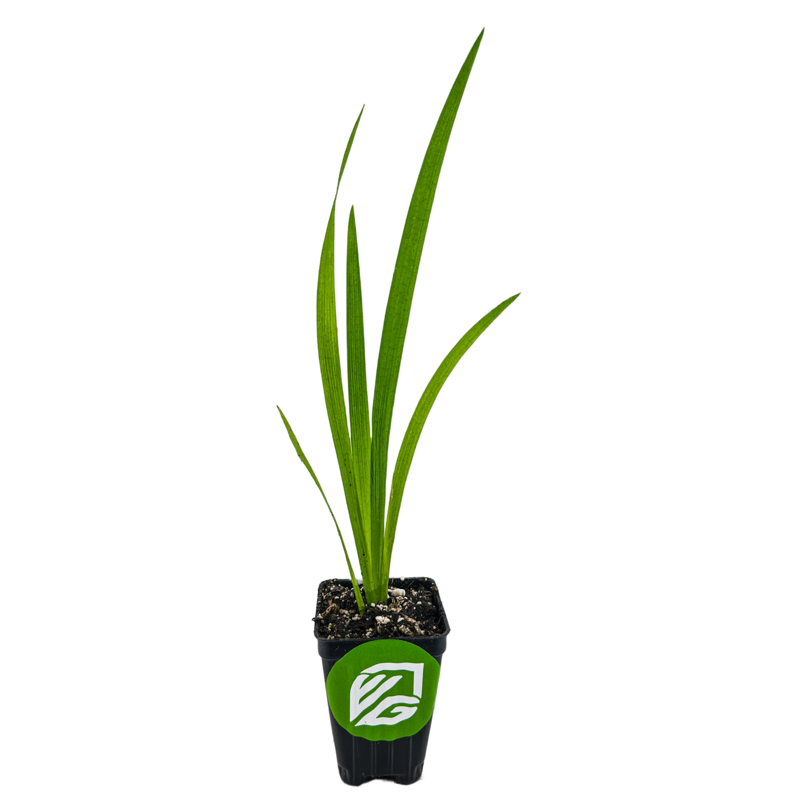 A young Louisiana Iris 'Ann Chowning' by Wellspring Gardens, with long, narrow leaves, grows in soil within a small black pot featuring a green and white Wellspring Gardens logo, shown against a plain white background.