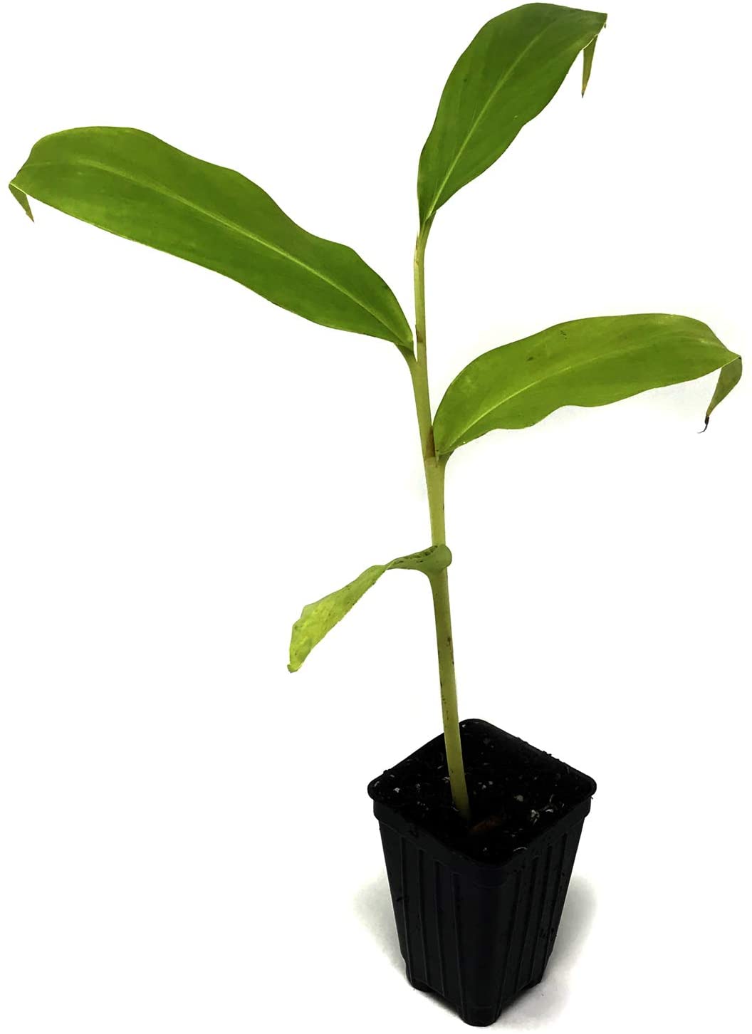 A young Anne Bishop Ginger (Hedychium Anne S Bishop) plant from Wellspring Gardens, with long, narrow leaves, is shown growing in a small black plastic pot against a white background.