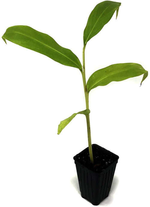 A young Anne Bishop Ginger (Hedychium Anne S Bishop) plant from Wellspring Gardens, with long, narrow leaves, is shown growing in a small black plastic pot against a white background.