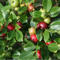 Clusters of glossy green leaves and small fruits ripening from green to reddish-purple adorn the vibrant Cattley Guava (Strawberry Guava)—Psidium littorale cattleianum, a tropical favorite from Wellspring Gardens prized for beauty and taste.