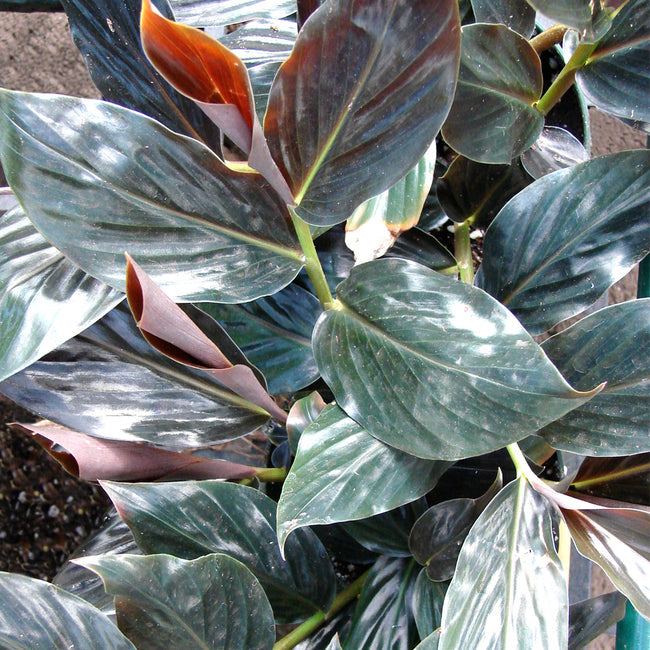 Midnight Ginger - Zingiber malayensis