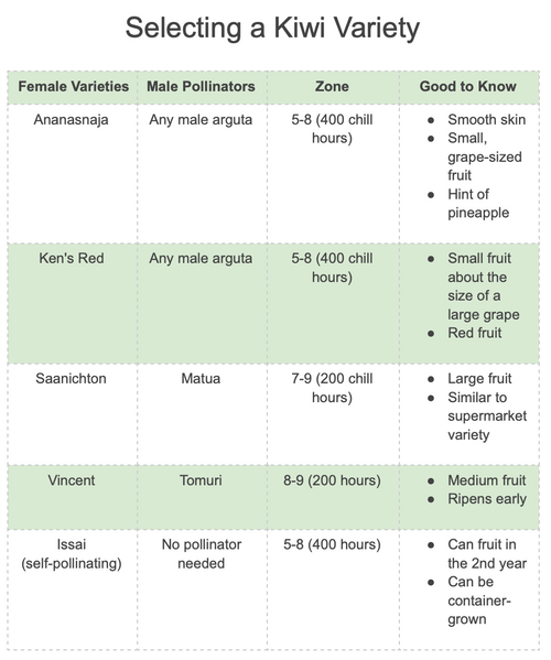 A chart titled Selecting a Kiwi Variety features Wellspring Gardens’ Ananasnaja Female Kiwi (Anna) – Actinidia arguta, with info on male pollinators, cold hardiness, required chill hours by zone, fruit size and taste, ripening time, and container growth.