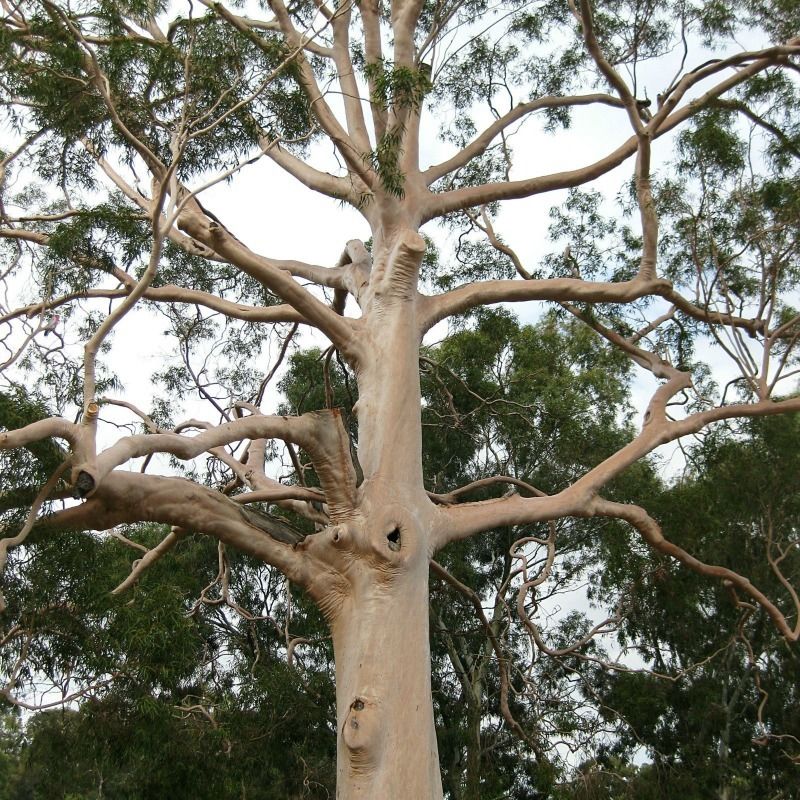 Lemon Eucalyptus (Corymbia citriodora) - Eucalyptus citriodora