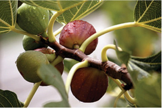 Celeste Fig (Honey/Sugar Fig) - Ficus carica
