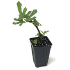 A White Marseilles Fig plant by Wellspring Gardens features several lobed green leaves growing from a thin stem in a black nursery pot with soil, with new shoots emerging near the base.