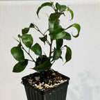 A Wellspring Gardens Ficus benjamina Too Little Weeping Fig Tree with glossy, curled green leaves grows in a black plastic pot filled with soil and perlite, set against a plain white background.