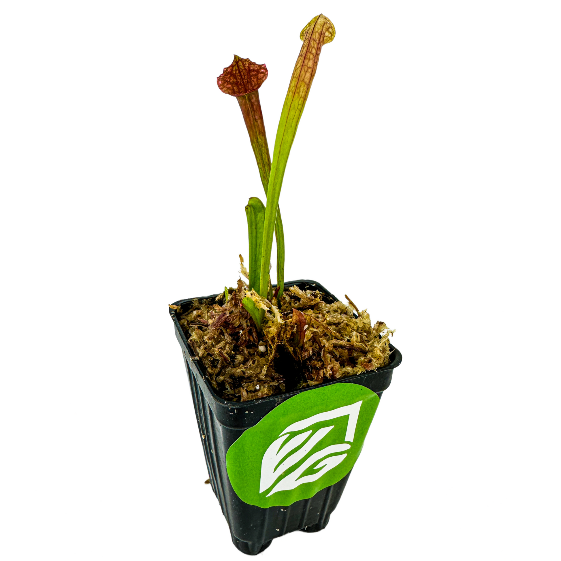 Juthatip Soper Carnivorous Pitcher Plant - Sarracenia